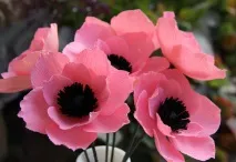 разкошна градина