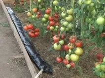 топлинен през нощта