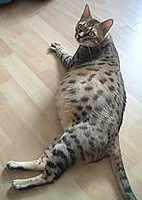 коремната кухина котки