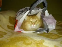 право