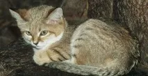 Барханний кіт дуже