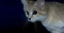 пясъчните котки Felis margarita