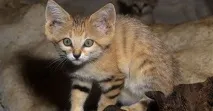 пясъчната котка котка