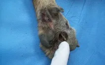 куче спасено
