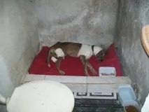куче спасено