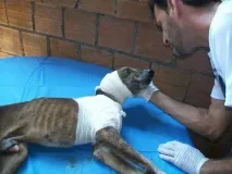смърт бездомно