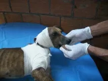 спасено куче