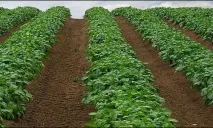 Бізнес-план вирощування картоплі для сільських жителів вирощування