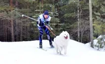 лайка челябинска