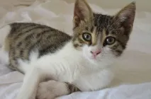 порода котки