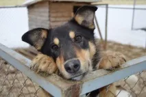 Понад 300 вихованців Вітебського притулку для бездомних тварин можуть втратити дах над головою притулку