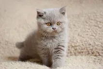 храним коте