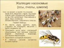 пчела разликата