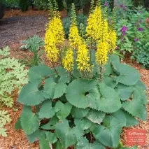 Бузульник зубчастий - Отелло - (Ligularia dentata - Othello - ) отелло