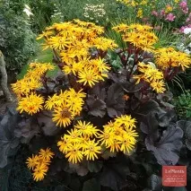 Бузульник зубчастий - Отелло - (Ligularia dentata - Othello - ) зубчастий