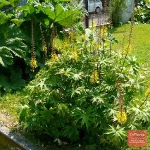 Бузульник зубчастий - Отелло - (Ligularia dentata - Othello - ) отелло