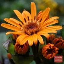 Бузульник зубчастий - Отелло - (Ligularia dentata - Othello - ) бузульник