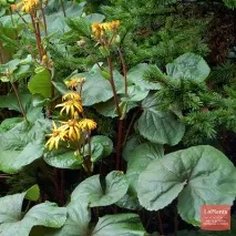 Бузульник зубчастий - Отелло - (Ligularia dentata - Othello - ) бузульник