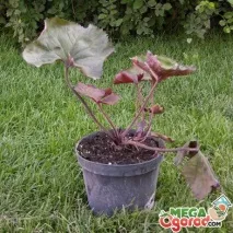 Бузульник Отелло - опис та вирощування багаторічника в саду отелло