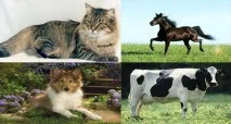 чипиране чипиране