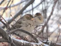 Що таке кеш і як його чистити. вікні