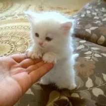 кликундър преди това