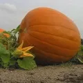 свічок