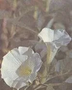Datura индийски Datura индийски