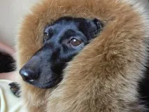 данък приятели