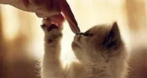 опашката котките