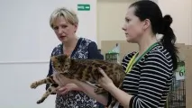 котки zootver