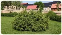 Фігурна стрижка рослин у Челябінську, Ландшафтний дизайн садів та ділянок ландшафтний
