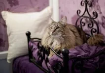 клініка