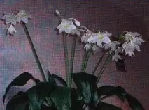 Еухаріс догляд у домашніх умовах, фото еухаріс