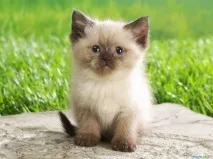 котките близо