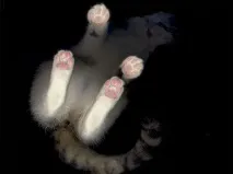 котките котките