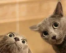 котките котките