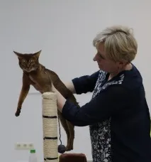 zootver котки