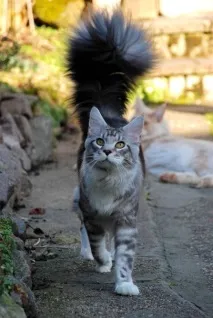 близо котките
