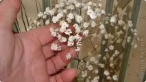 студен студен