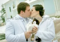 Porumbei pentru nunta cu livrare in Sankt Petersburg, regiunea Leningrad