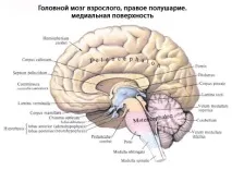 човешки анатомия