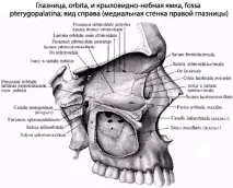 анатомия анатомия