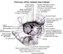 човешка анатомия