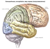 човешки анатомия