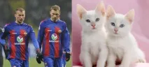 приличат много