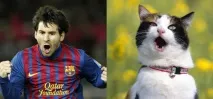 котките приличат