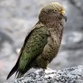 маска мухи