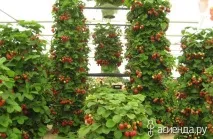 вирощування