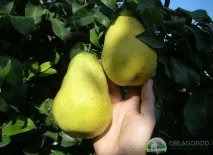 круша велес
